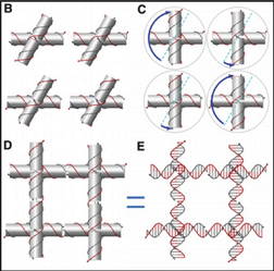 The fundamental unit in Hao Yan's new nanostructures rely on modifying a 4-arm DNA junction. The relaxed DNA geometry found in a 4-arm junction (B) can be rotated 150 degrees clockwise or 30 degrees counterclockwise (C) to form the right angles needed to make a DNA Gridiron (D and E).
Photo by: Biodesign Institute