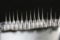A few of these commercial pre-shrunk nano-capillaries have had their end diameter reduced to a few nanometers, from an original 200 nm, thanks to an electron microscope at EPFL's Center for MicroNanotechnology.

Credit: Alain Herzog / EPFL