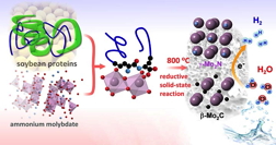 Click on the image to download a high-resolution version. Splitting hydrogen from water: This illustration depicts the synthesis of a new hydrogen-production catalyst from soybean proteins and ammonium molybdate. Mixing and heating the ingredients leads to a solid-state reaction and the formation of nanostructured molybdenum carbide and molybdenum nitride crystals. The hybrid material effectively catalyzes the conversion of liquid water to hydrogen gas while remaining stable in an acidic environment.