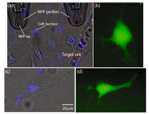 Transfection of the dextran Alexa Fluor 488 dye into a targeted HeLa cell using Nanofountain Probe Electroporation. Reprinted with permission from Nano Letters. Copyright 2013 American Chemical Society.