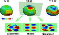 The acoustic phonons can be visualized on the surface as regions of contraction (blue) and expansion (red). Also shown are two-dimensional images comparing the experimental results with theory and molecular dynamics simulation. The scale bar is 100 nanometers.

Credit: Jesse Clark/UCL