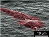 PINT-SIZED NAIL BED: Into the oven goes a thin copper plate. Out come the needles that will force stubborn cells to take their medicine. Photo: NTNU