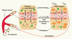 Spherical nanoparticles labeled with red or green dye shift their shapes and accumulatte into netlike structures when they encounter a protease secreted by some kinds of cancerous tumors.