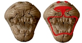 Ancient Phoenician ivory carvings like this lion head that look colorless today (left) actually were adorned with brilliant colors 2,800 years ago (right), scientists are reporting.

Credit: American Chemical Society