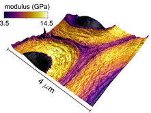 Modulus map of plant cell walls acquired on Asylum Research Cypher AFM. Sample provided by Dr. Bryon Donohoe (NREL). Image courtesy of Dr. Jason Killgore (NIST).