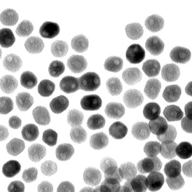 A transmission-electron microscope image of a collection of quasi-spherical nickel phosphide nanoparticles. A team led by Raymond Schaak of Penn State University has found that these nanoparticles can catalyze an important chemical reaction that generates hydrogen from water. Credit: Eric Popczun, Penn State University