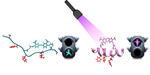 Researchers at IRB Barcelona and IBEC design the first peptides regulated by light to modulate biological processes @Laura Nevola