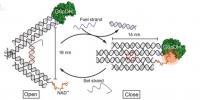 The left panel shows tweezers in the open position, with the enzyme (green) on the upper arm and the co-factor (gold) on the lower arm. Supplying a complementary fuel strand causes the tweezers to close, producing the reaction of the enzyme-cofactor pair. (Right panel) while a set strand restores the tweezers to their open position.

Credit: The Biodesign Institute/Nature Communications