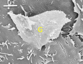  Rough edges at the nanoscale	The bottom corner of a piece of graphene penetrates a cell membrane. Mechanical properties  rough edges, sharp corners  can make graphene dangerous to human cells. Scale bar represents two microns.	Credit: Kane lab/Brown University	