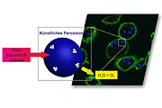 Inside the artificial peroxisome reactive oxygen radicals are being transformed into water (H2O) and oxygen (O2) via a reaction cascade with two enzymes. Adapted with permission from Tanner et al. Nano Letters 2013 13 (6), 2875-2883. Copyright 2013 American Chemical Society.