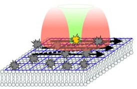 The STED-RICS microscope scans the fluorescent cell membrane with a light spot and, thus, an image is recorded.Figure: P. N. Hedde/KIT