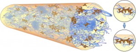 Fluorescent tetrapod quantum dots or tQDs (brown) serve as stress probes that allow precise measurement of polymer fiber tensile strength with minimal impact on mechanical properties. Inserts show relaxed tQDs (upper) and stressed tQDs (lower). 