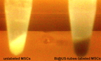 An X-ray image of unlabeled mesenchymal stem cells in test tubes shows the dramatic difference between those tagged with nanotubes that dont include bismuth (left) and those that do (right). The technique developed at Rice University shows promise for tracking live stem cells in the body.Credit: Eladio Rivera/Rice University