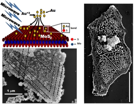 Vikas Berry, William H. Honstead professor of chemical engineering, and his research team have studied a new three-atom-thick material -- molybdenum disulfide -- and found that manipulating it with gold atoms improves its electrical characteristics.