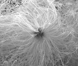 Sea Urchin nanoparticle 