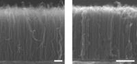 Scanning electron microscope images are of CNT forests with low and high density.

Credit: Hisashi Sugime/U.Cambridge