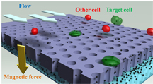 This schematic depicts a new system that uses tiny magnetic beads to quickly detect rare types of cancer cells circulating in a patient's blood, an advance that could help medical doctors diagnose cancer earlier than now possible and monitor how well a patient is responding to therapy. Purdue School of Mechanical Engineering image/ Bin-Da Chan
