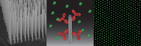 Left: Electron microscope image of nanowire forest. Middle: Diagram of a single nanowire with proteins (red molecules) which captures a different type proteins (green molecules) from a solution. Right: Typical fluorescence microscope image of proteins captures on nanowires (seen from above).