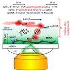 A super-resolution technique developed at Rice University allows fluorescent-labeled probe DNA to pinpoint target DNA sequences in an immobilized strand in ways neither regular nor electron microscopes are able. The technique relies on multiple images of probes binding temporarily to targets as they flow over the strand and are captured by a camera.Credit: Landes Group/Rice University