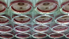 N3D's technology grows 3-D cell cultures using magnetic levitation. The technology relies on inert, nontoxic magnetic nanoparticles that attach to living cells. Magnets can then be used lift and suspend the cell cultures as they grow.
CREDIT: Nano3D Biosciences