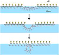 Long organic molecules called peptoids self-assemble into a molecular film on the surface of a water solution. As this film gets folded into a nanosheet, segments of the peptoid get pushed out into loops, which eventually decorate the surface of the nanosheet.

Credit: Berkeley Lab