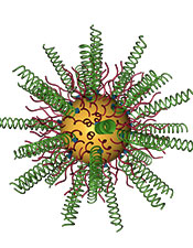 Researchers combined gold nanoparticles (in yellow) with small interfering RNAs (in green) to knock down an oncogene that is overexpressed in glioblastoma. - See more at: http://www.northwestern.edu/newscenter/stories/2013/10/incurable-brain-cancer-gene-is-silenced.html#sthash.OuiJJlaL.dpuf