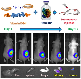 Herceptin was loaded into Vitamin E gel by convenient mixing. The Herceptin-loaded hydrogel was tested in mice bearing breast cancer. Herceptin was preferably accumulated in the tumor tissues as compared to the healthy animal organs.