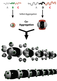 Ill./: Mller Research Group
The self-assembly process described in Nature commences with chain-like macromolecules, so-called triblock terpolymers composed of three linear sections connected to form a chain-like structure A-B-C or A-D-C. The block in the middle has been marked green or black, respectively. Block A (gray) has to interact with other particles; block C (rose) is a corona controlling solubility. By way of self-aggregation the macromolecules formed nanoparticles, which by way of co-aggregation formed the next higher level in the hierarchy. This way a co-assembled superstructure develops, for which Mller's research team has coined the term "caterpillar micelles." 