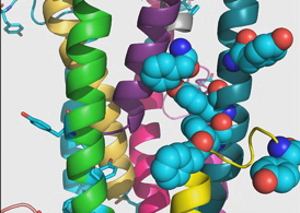 Zooming in on the Geobacter-Gonorrhea composite shows how the aromatic residues (teal balloon-like structures) bulge from the surface of pilin proteins (variously colored helical structures) within the fiber.