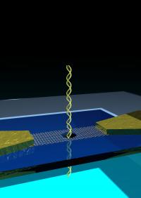 Many efforts over last decade have been directed towards development of single molecule sequencing based on solid state nanopores. Aleksandra Radenovic and co-workers have made a device composed of a graphene nanoribbon transistor built on top of a solid state nanopore. Direct electrical readout from the graphene transistors is used to detect DNA translocation events. Nanopore, DNA and the graphene nanoribbon are shown in this schematic (which is not to scale).

Credit: EPFL