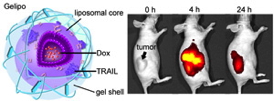 Image shows the structure of the nanoparticle (left), and how the nanoparticles home in on a tumor and shrink it 