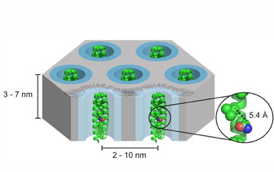 The outcome of the CAREER Award will be new materials with predictable structure and organication on both the molecular scale and nanoscale. A new molecular architecture, dendornized helix bundle assemblies, will be developed under this award. The new molecules are hybrids of highly branched polymers called dendrons, which promote organization of the 2-D hexagonal array structure having dimensions ~2-10nm, and helical peptides that associate into protein-like bundles. The bundles have a discrete height (~7-10nm), and the precise arrangement of atoms in the bundle can be used to create functional materials such as selectively permeable membranes.

Credit: Jonathan G. Rudick, Stony Brook University