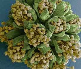 This SEM image shows an Acacia dealbata (yellow mimosa) flower about to open. The flower is about 4.5 mm across. The image demonstrates the very large depth of field possible with an electron microscope. The flower was removed from the tree and put into the microscope in a fresh state, and the image was taken as soon as possible to avoid structural damage. All electron microscope images are gray scale (black and white), so false color was added to this image using an image processing program.  