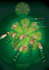 Jian Yang, Penn State

In this image, polymers are cross linked by both click reactions and condensation reactions and present key-lock clickable surfaces for easy biomolecule conjugation.