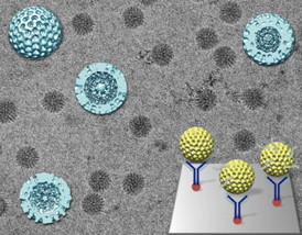 Captured rotavirus double-layered particles (DLPs) in the midst of producing RNA. The schematic represents an EM Affinity Grid (gray square) coated with adaptor molecules (red and dark blue) that anchor active rotavirus DLPs (yellow) to the Affi nity Grid. Cryo-Electron Microscopy (EM) image of actively transcribing DLPs re-veals RNA strands (gray strands) emerging from the virus capsid. Three-dimensional image reconstructions of DLPs (light blue) that actively produce RNA reveal strong density within the viral core. Diameter of each reconstruction is ~80 nm.Credit: Deborah F. Kelly, Virginia Tech Carilion Research Institute, Virginia Tech.