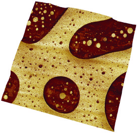 Fast Force Mapping image of a polystyrene-polycaprolactone blend. Elastic modulus is shown on 3D topography, 4μm scan.