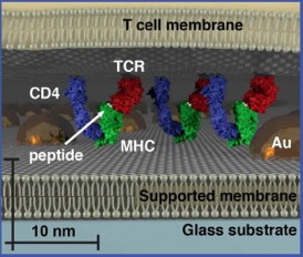 With size-based chromatography, a hexagonally ordered array of gold nanoparticles is fabricated onto a hybrid live cell-supported membrane. Membrane components move freely through the array provided they dont exceed its physical dimensions. This reveals organizational aspects of the membrane environment unobservable by other techniques. 