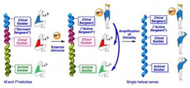 Scheme: Activation of the dormant sergeant by an external stimulus 