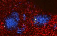 This image depicts a section of a Salmonella infected spleen in yellow, red blood cells in red and neutrophils in blue.

Credit: Illustration: University of Basel, Biozentrum