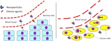 Rice researchers found that chemotherapy agents attached to nanotubes are too large to go through the pores of normal blood vessels (left), but small enough to pass through the pores of cancer-related vessels. Once through, the customized nanotubes can be taken up by cancer cells to deliver their therapeutic cargoes.Credit: Rei Suzuki/University of Texas MD Anderson Cancer Center