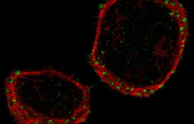 This photo shows cells adhering to large nanopatterns. The green dots indicate the sites of adhesions, and the red area shows where molecules responsible for contracting the cells are located. 