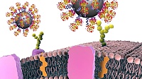 With help of proteins, nanoparticles can be produced, which bind specifically to cancer cells, thus making it possible to detect tumours.
Foto: CBNI, UCD