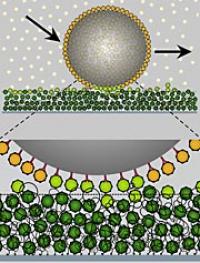 This image shows an import protein coated molecule moving on the "dirty velcro."

Credit: Biozentrum, University of Basel