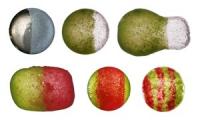 These are typical capsules (mainly Janus capsules) obtained with the method described in the press release of the Institute of Physical Chemistry of the Polish Academy of Sciences in Warsaw.

Credit: adopted from Nat. Commun. 5, 3945 (2014)