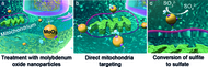 photo: Tremel research group
Mode of action of molybdenum oxide nanoparticles: (a) treatment of sulfite oxidase deficient liver cells; (b) mitochondria are directly targeted, nanoparticles accumulate in proximity to the membrane; (c) sulfite is oxidized to cellular innocuous sulfate. 