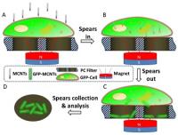 An external magnetic field drives magnetic carbon nanotubes toward a cell cultured on a polycarbonate filter. To indicate the molecular extraction, the cell is transfected for GFP overexpression beforehand. B. MCNTs spear into the cell under magnetic force. C. MCNTs spear through and out of the cell and extract GFP. GFP-carrying spears are collected in the pores of a polycarbonate filter. D. GFP representing the intracellular signal molecules can be used for analysis of individual pores.

Credit: University of Houston