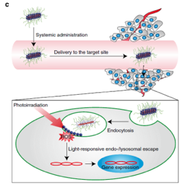 A newly developed, light-induced nanocarrier for targeted gene therapy has been trialled by researchers in Japan. The three-layered micelle safely and effectively delivered gene packages in mice cancer tumor models. 