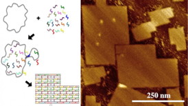 Scaffolded DNA origami utilizes numerous chemically synthesized, short DNA strands (staple strands) to direct the folding of a larger, biologically derived strand of DNA (scaffold strand). Molecular recognition (base pairing, i.e., A binds to T and G binds to C) directs the DNA to self-assemble into a specific structure as programed by the staple strand sequences. Unique staple strands produce a molecular pegboard with single-digit nanometer site-specificity precision. The atomic force microscopy image (right) demonstrates the final origami structure. Image credit: Alexandria Marchi.