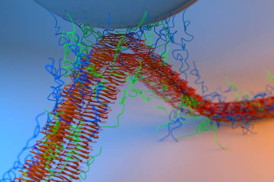 This image shows adhesion between the silica tip of an atomic force microscope and adhesive fibers made by fusing mussel foot proteins and curli amyloid fibers.

Image: Yan Liang