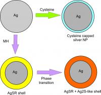 This figure shows the interaction between silver nanoparticles and the two thiols of 6-mercaptohexanol (MH) and cysteine.

Credit: Science China Press